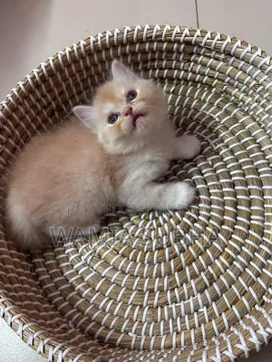 1-3 Months Male Purebred Persian