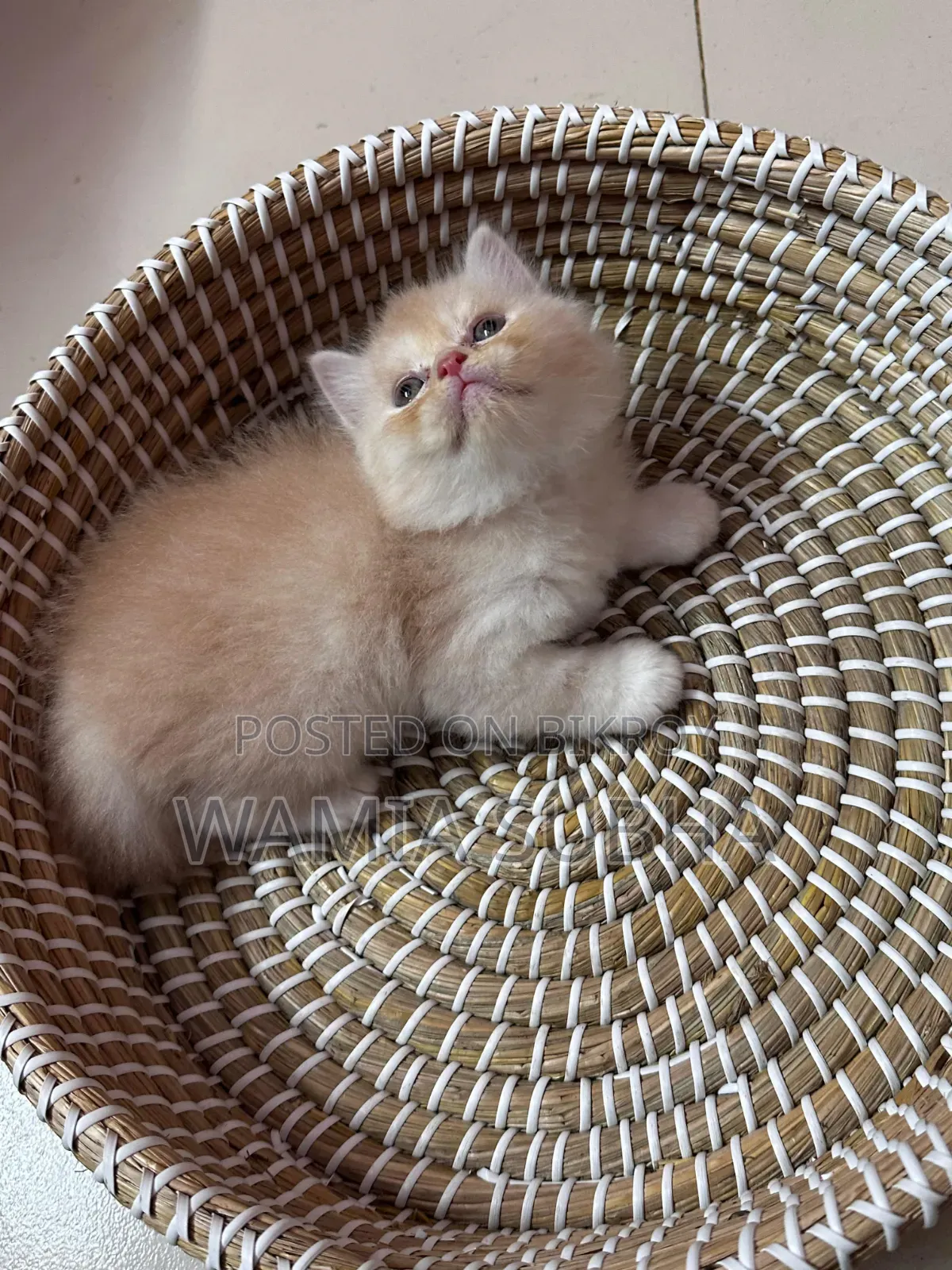 1-3 Months Male Purebred Persian