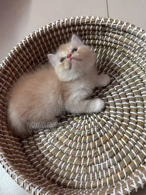 1-3 Months Male Purebred Persian