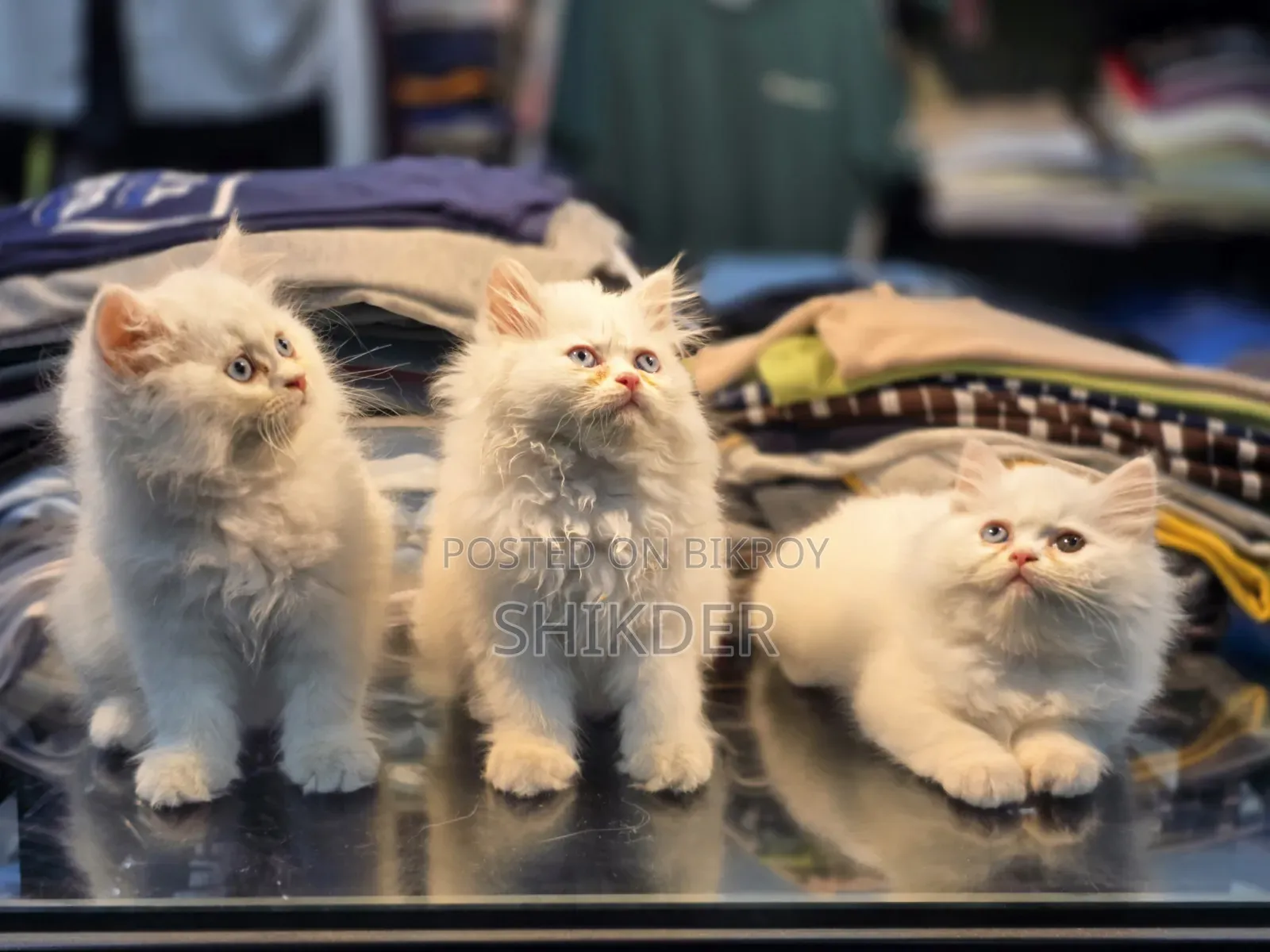 1-3 Months Female Purebred Persian