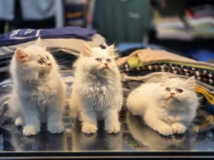 1-3 Months Female Purebred Persian