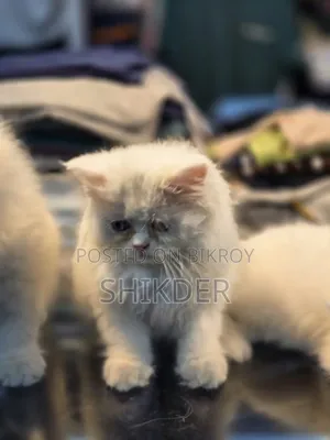 1-3 Months Female Purebred Persian