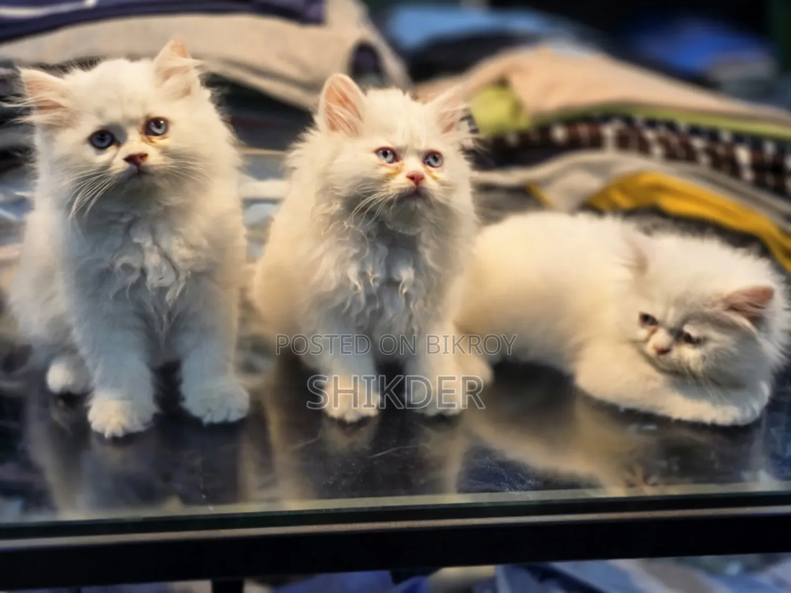 1-3 Months Female Purebred Persian