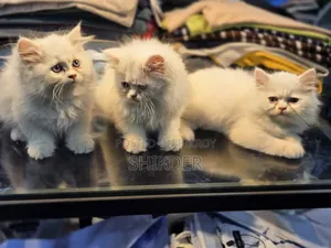 1-3 Months Female Purebred Persian
