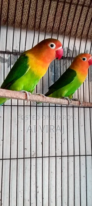 Green Fisher Love Birds