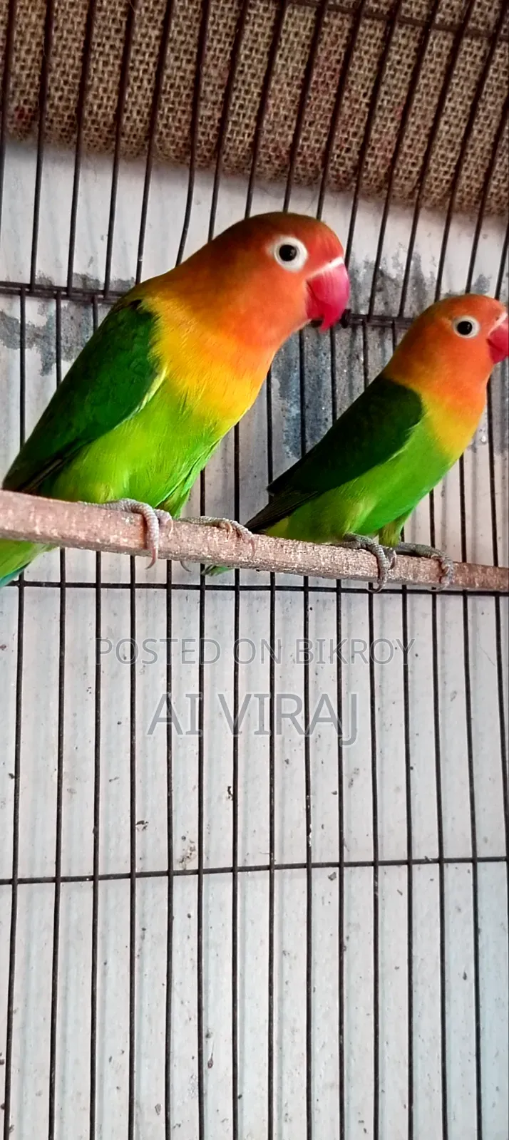 Green Fisher Love Birds