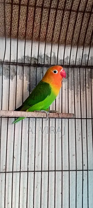 Green Fisher Love Birds