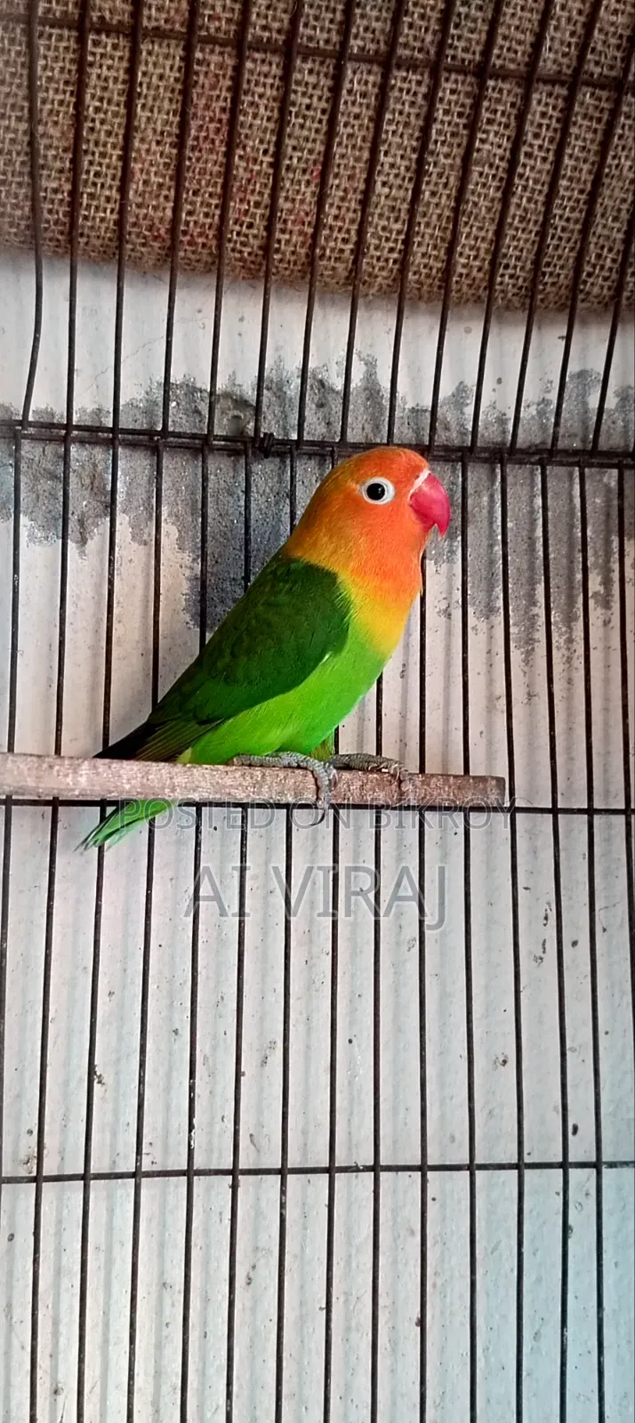Green Fisher Love Birds