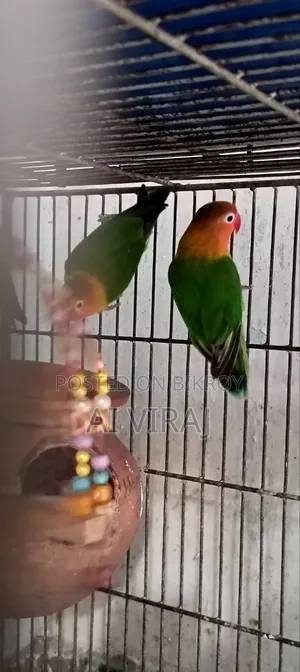 Green Fisher Love Birds