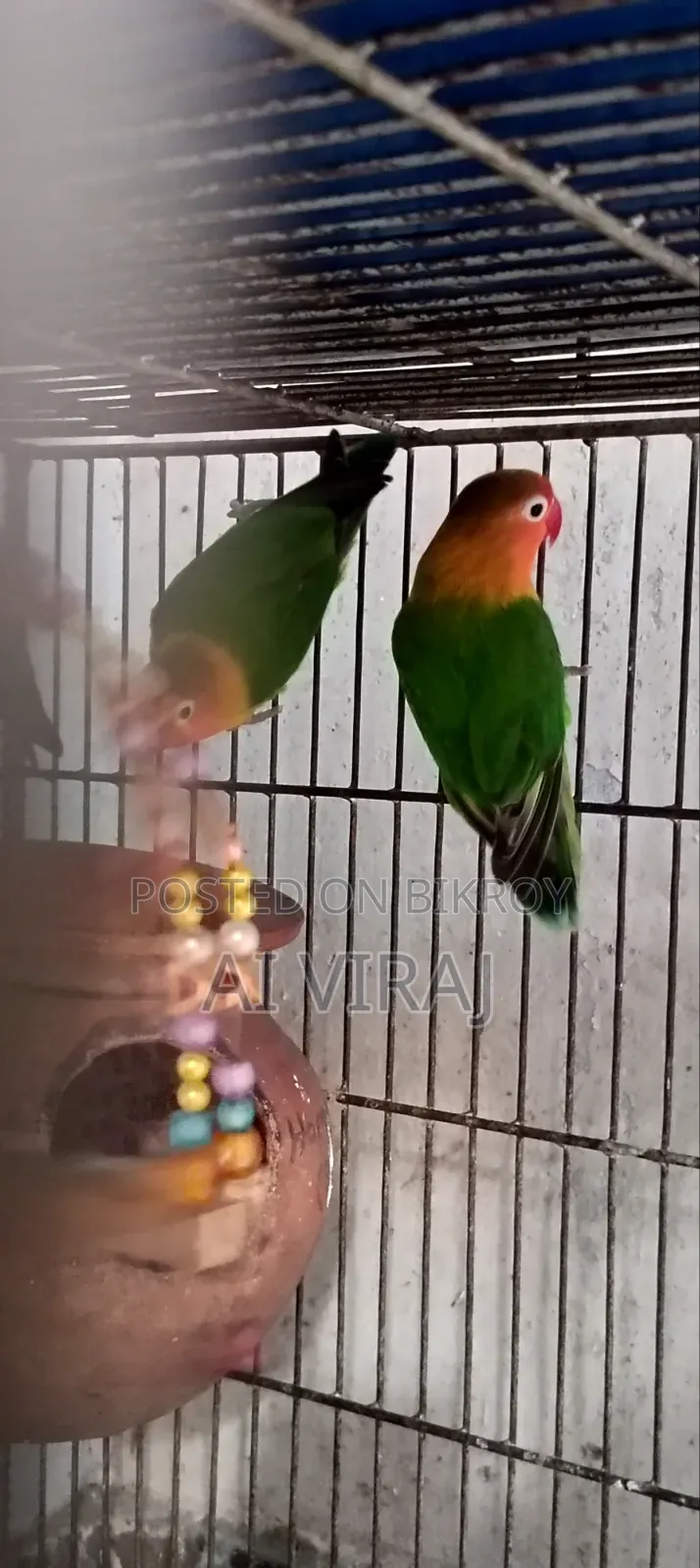 Green Fisher Love Birds