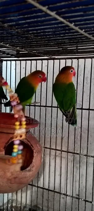 Green Fisher Love Birds