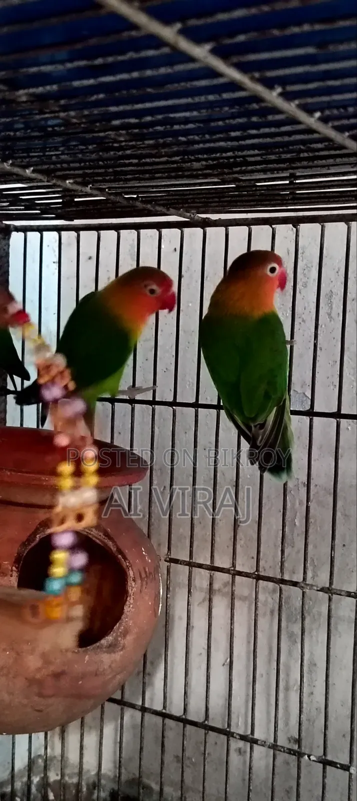 Green Fisher Love Birds
