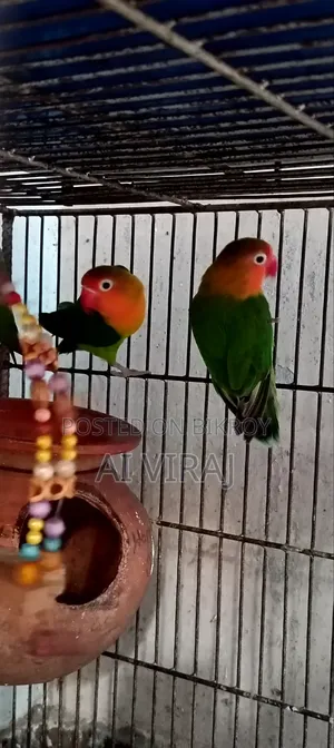Green Fisher Love Birds