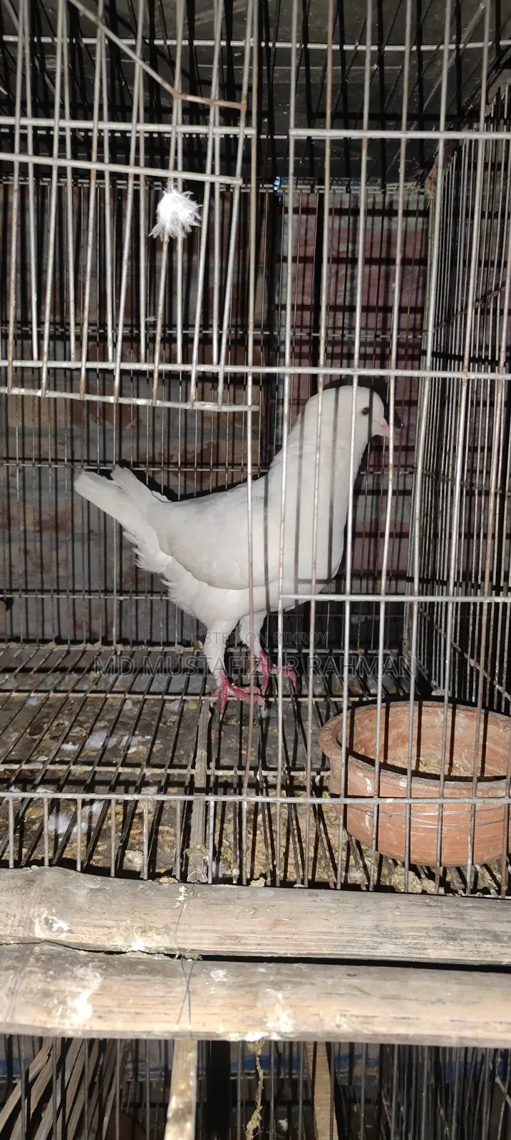 King Pigeon Male