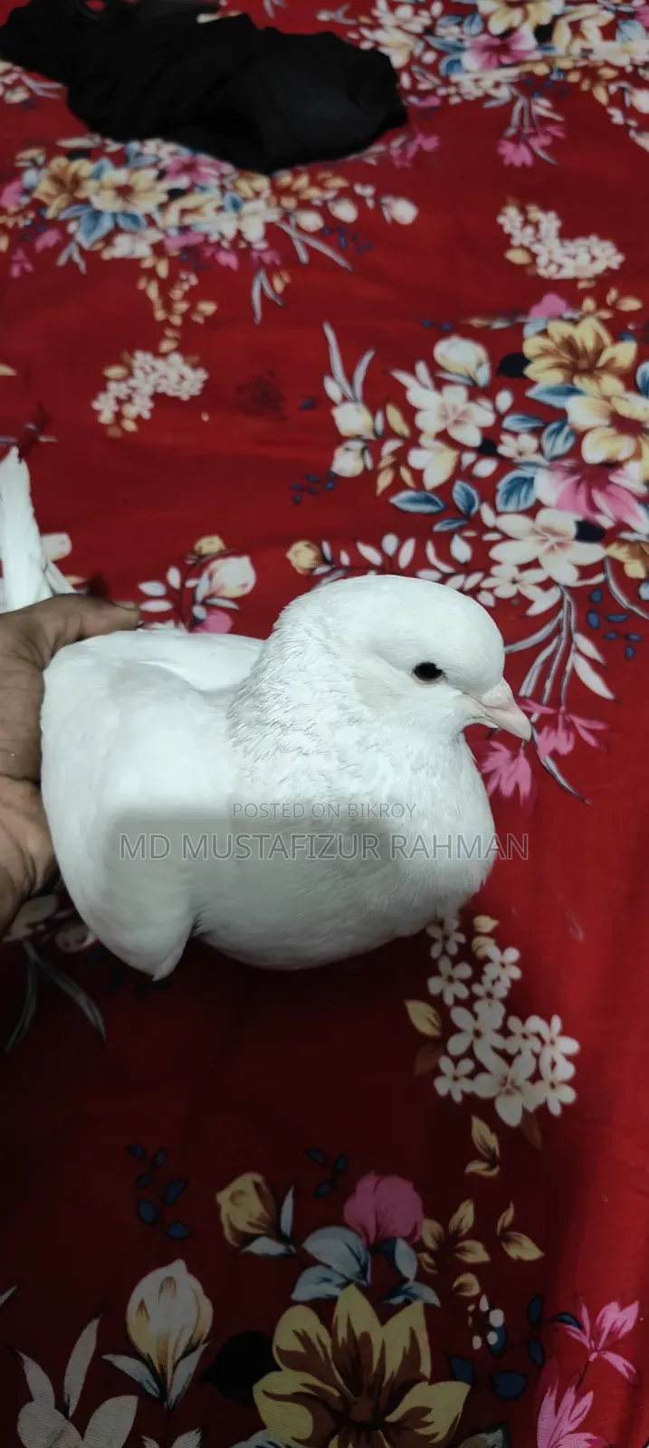 King Pigeon Male