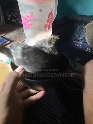Giribaz Tame Baby Pigeon
