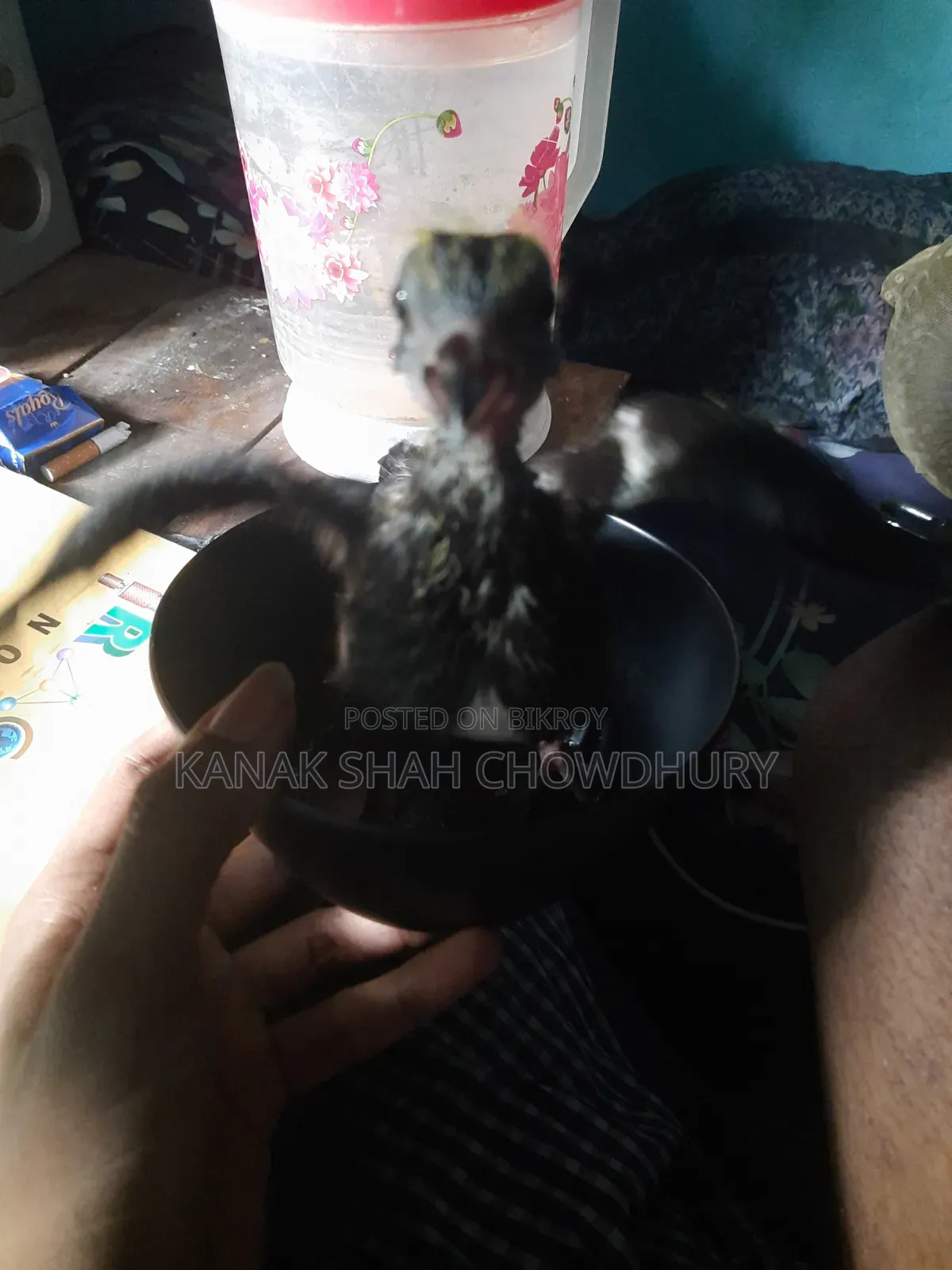 Giribaz Tame Baby Pigeon