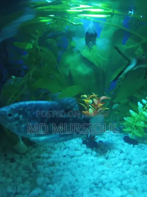 Fresh and Healthy Gourami Fish for Sale