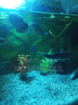 Fresh and Healthy Gourami Fish for Sale