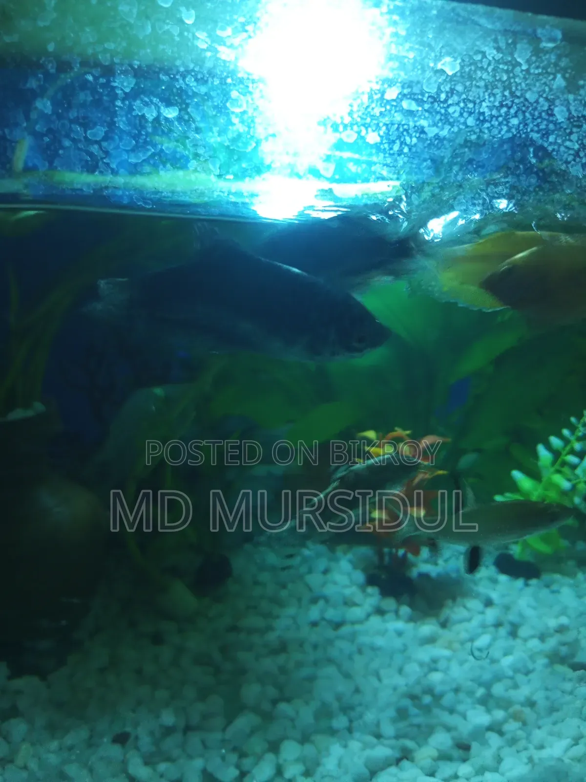 Fresh and Healthy Gourami Fish for Sale