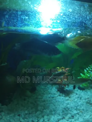 Fresh and Healthy Gourami Fish for Sale