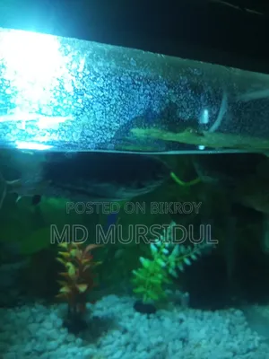 Fresh and Healthy Gourami Fish for Sale