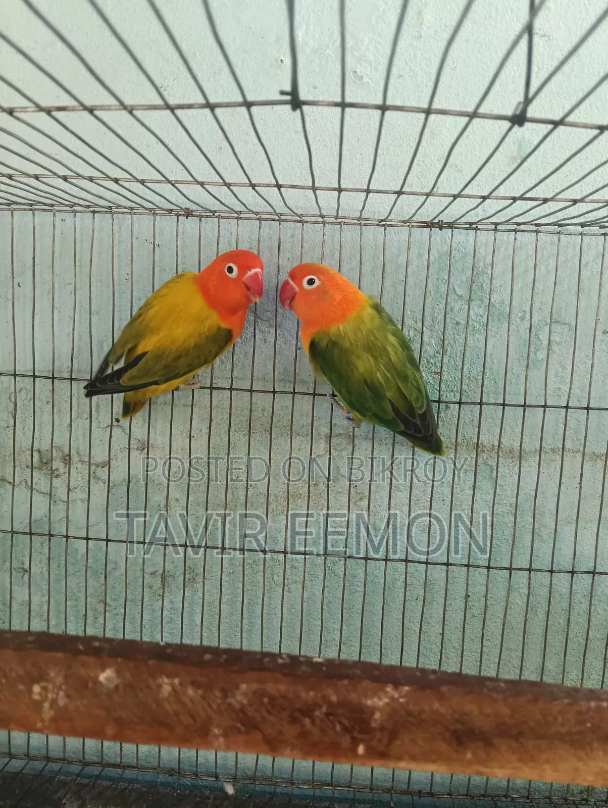 Love Bird Sell Breeding Pair