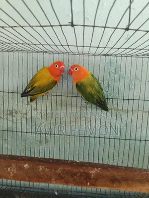 Love Bird Sell Breeding Pair