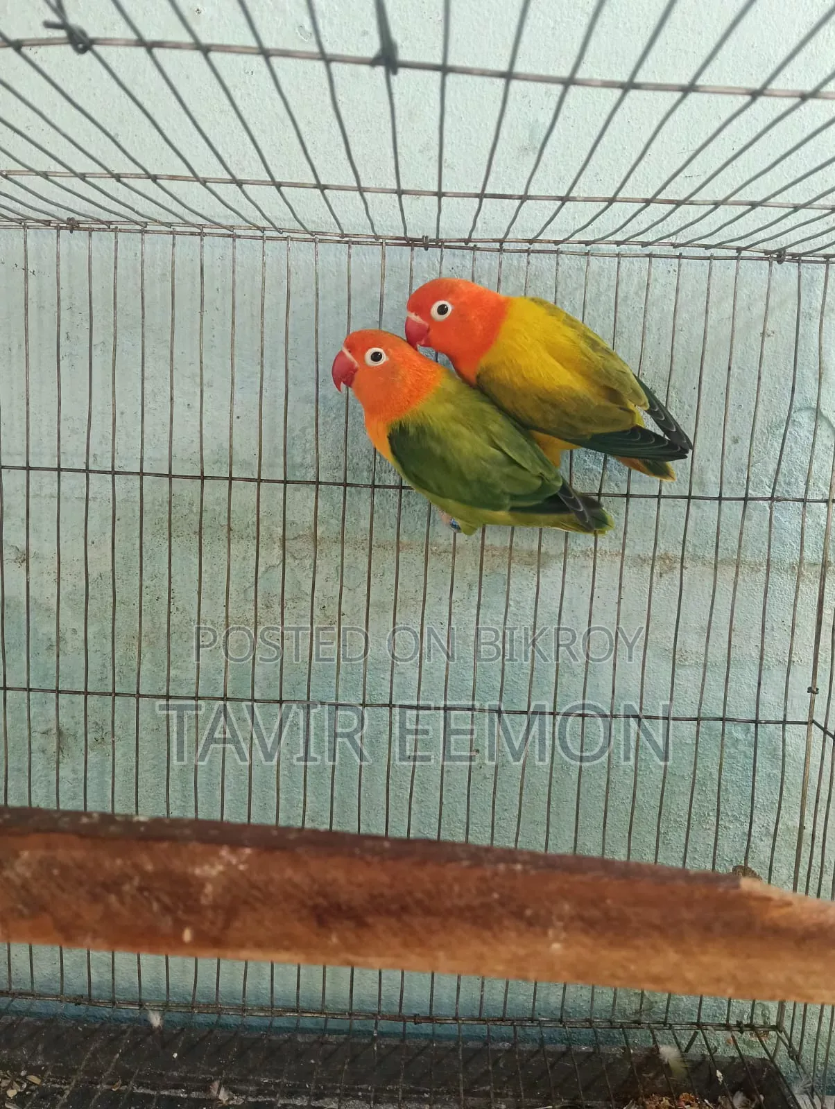 Love Bird Sell Breeding Pair