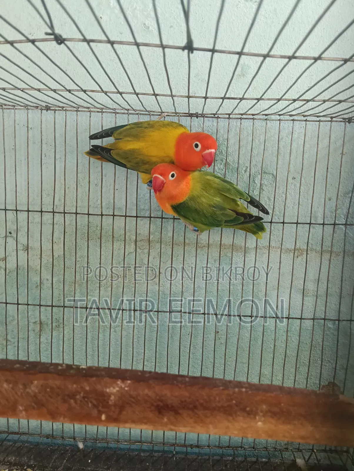 Love Bird Sell Breeding Pair