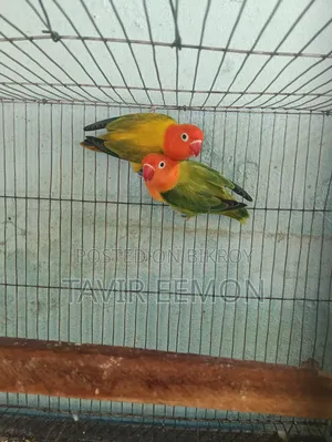 Love Bird Sell Breeding Pair