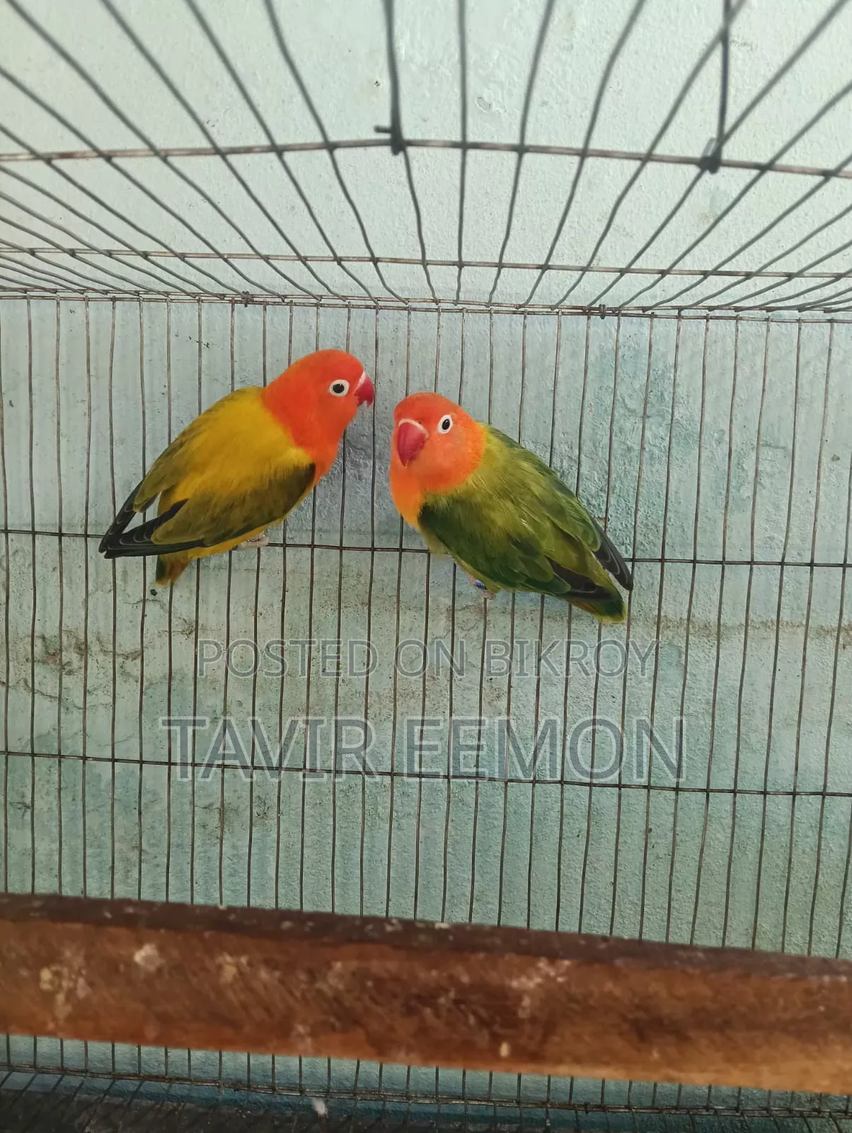 Love Bird Sell Breeding Pair