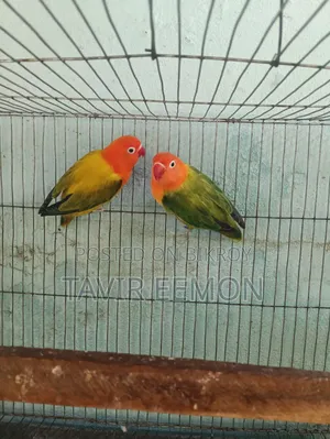 Love Bird Sell Breeding Pair