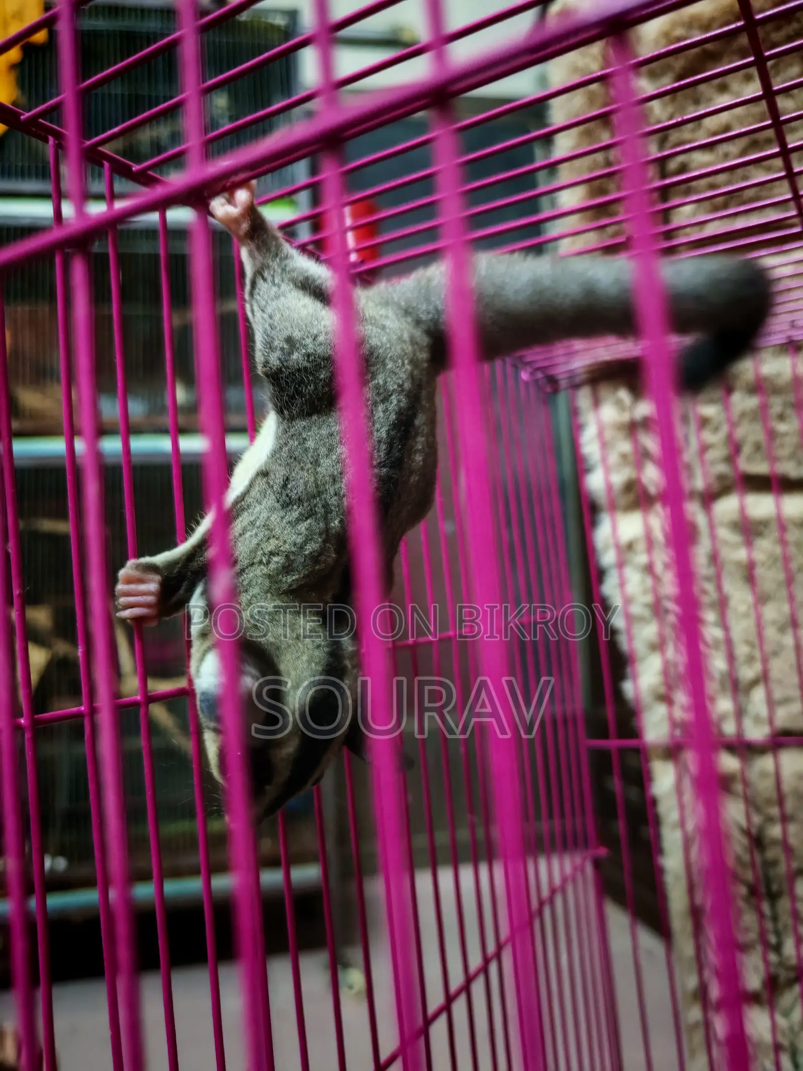 Classic Sugar Glider Male Mossaic Bloodline