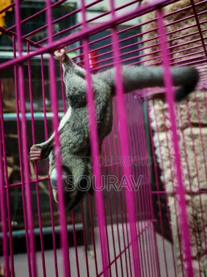 Classic Sugar Glider Male Mossaic Bloodline