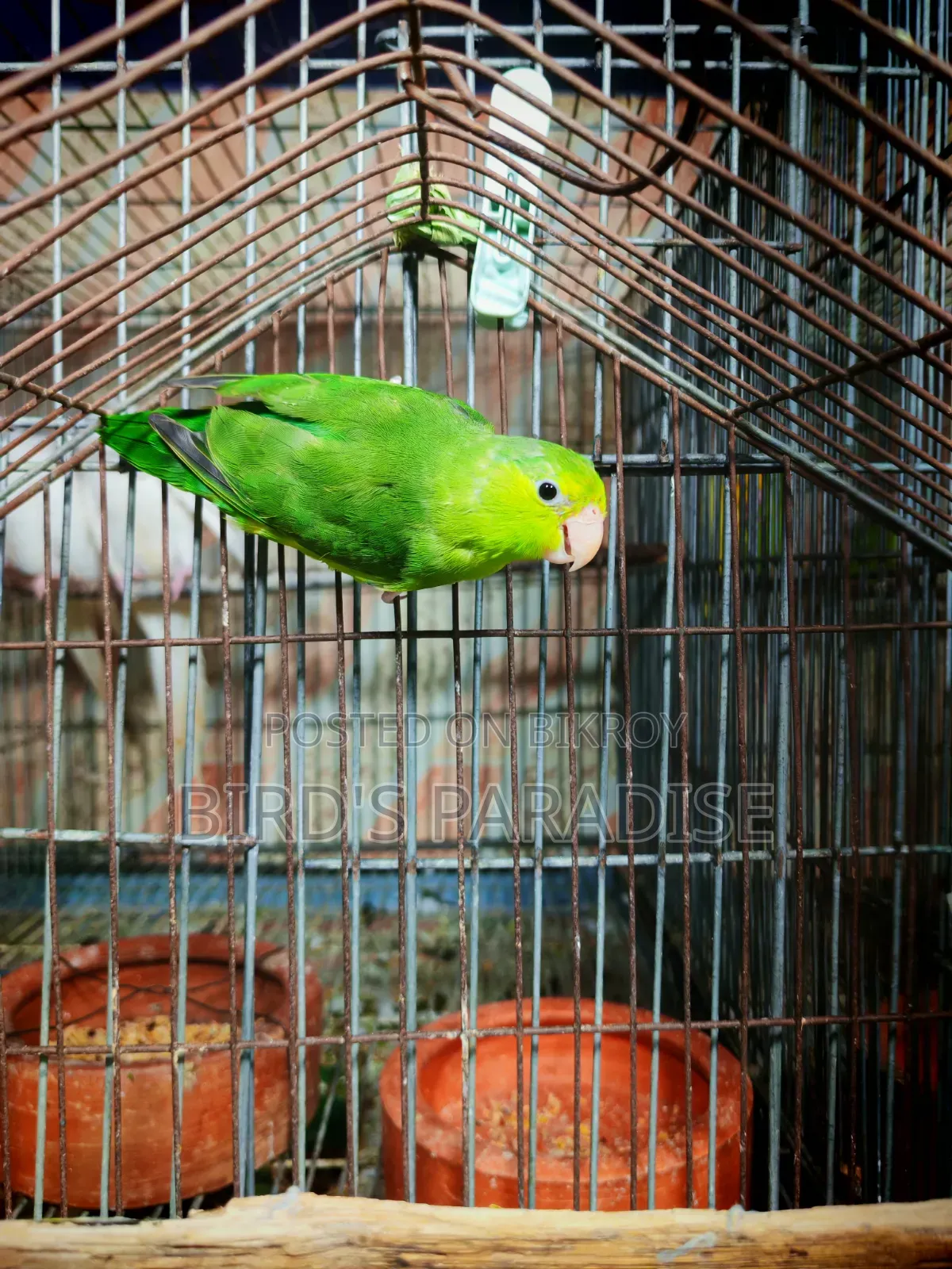 Forpus Bird