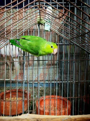 Forpus Bird