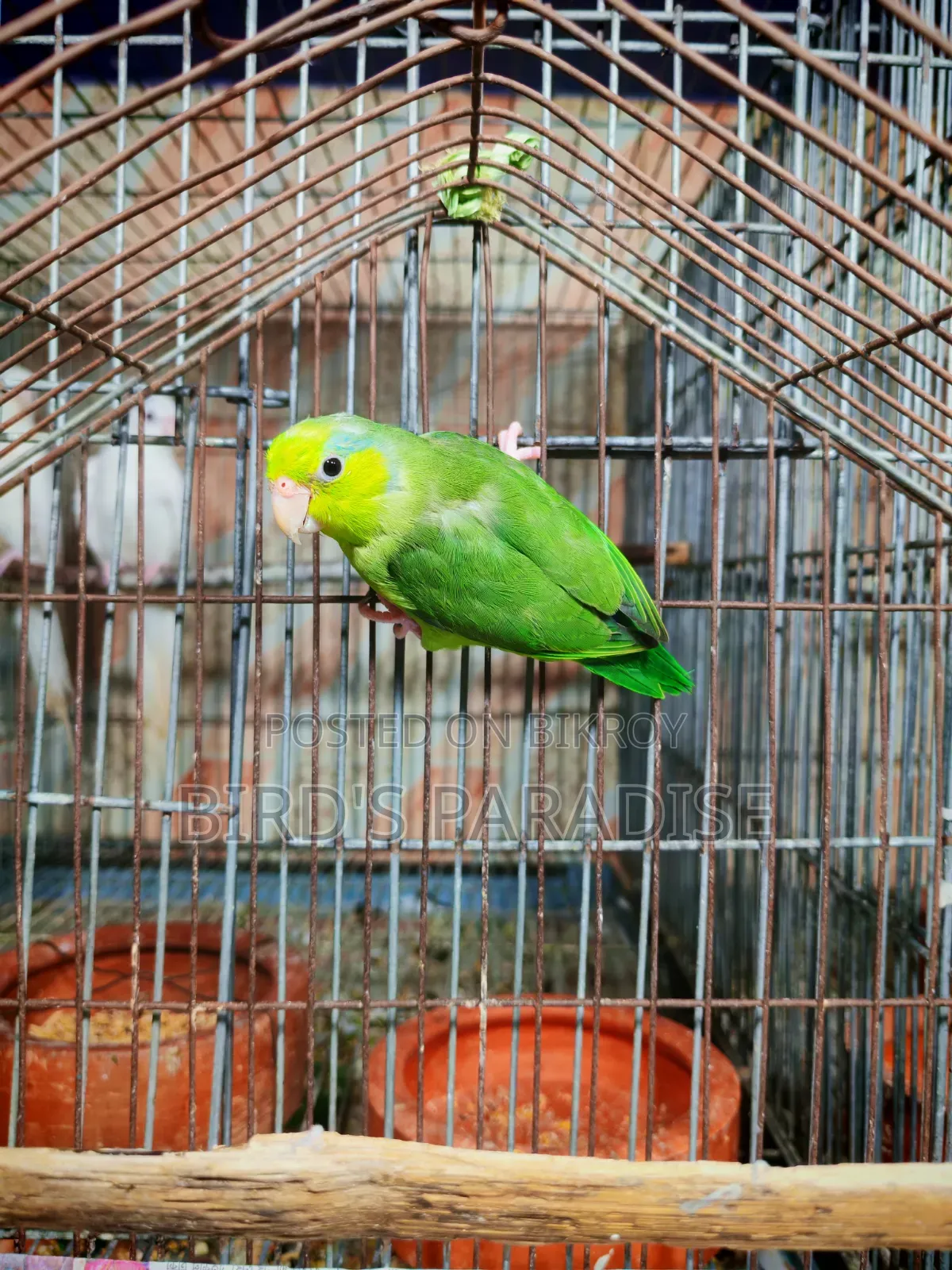 Forpus Bird