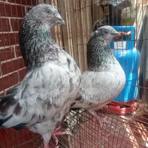 লাল পট্টি কবুতর