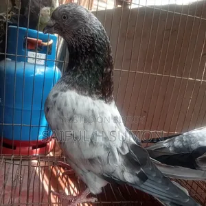 লাল পট্টি কবুতর