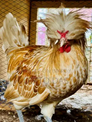 Buff Polish Cape Rooster