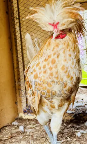 Buff Polish Cape Rooster