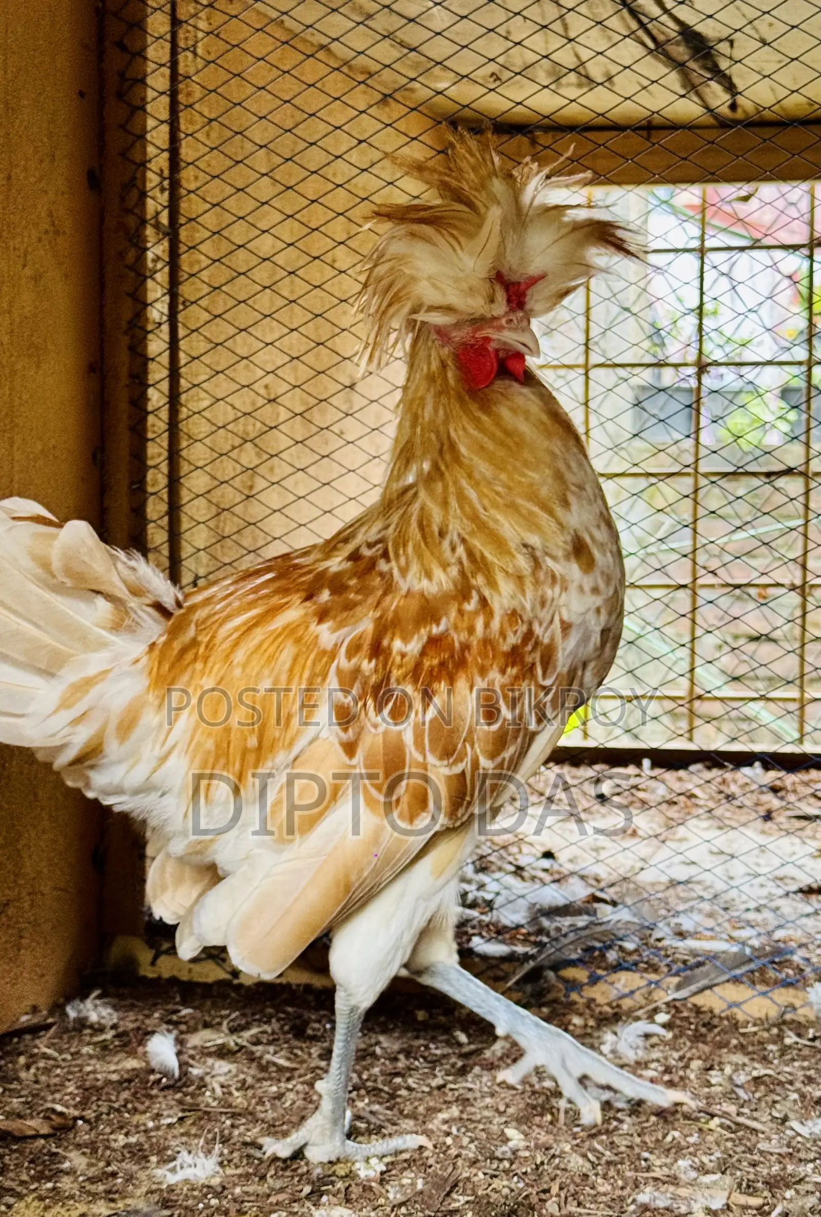 Buff Polish Cape Rooster