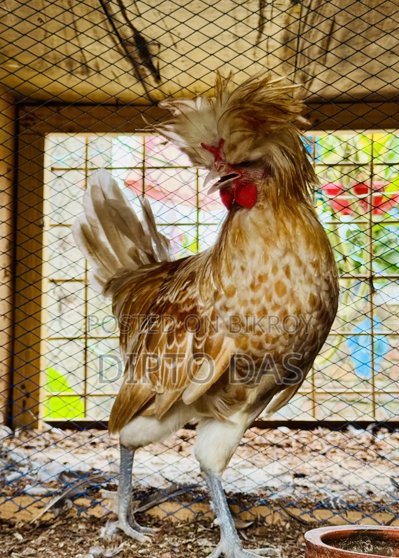 Buff Polish Cape Rooster