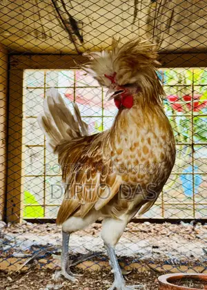 Buff Polish Cape Rooster