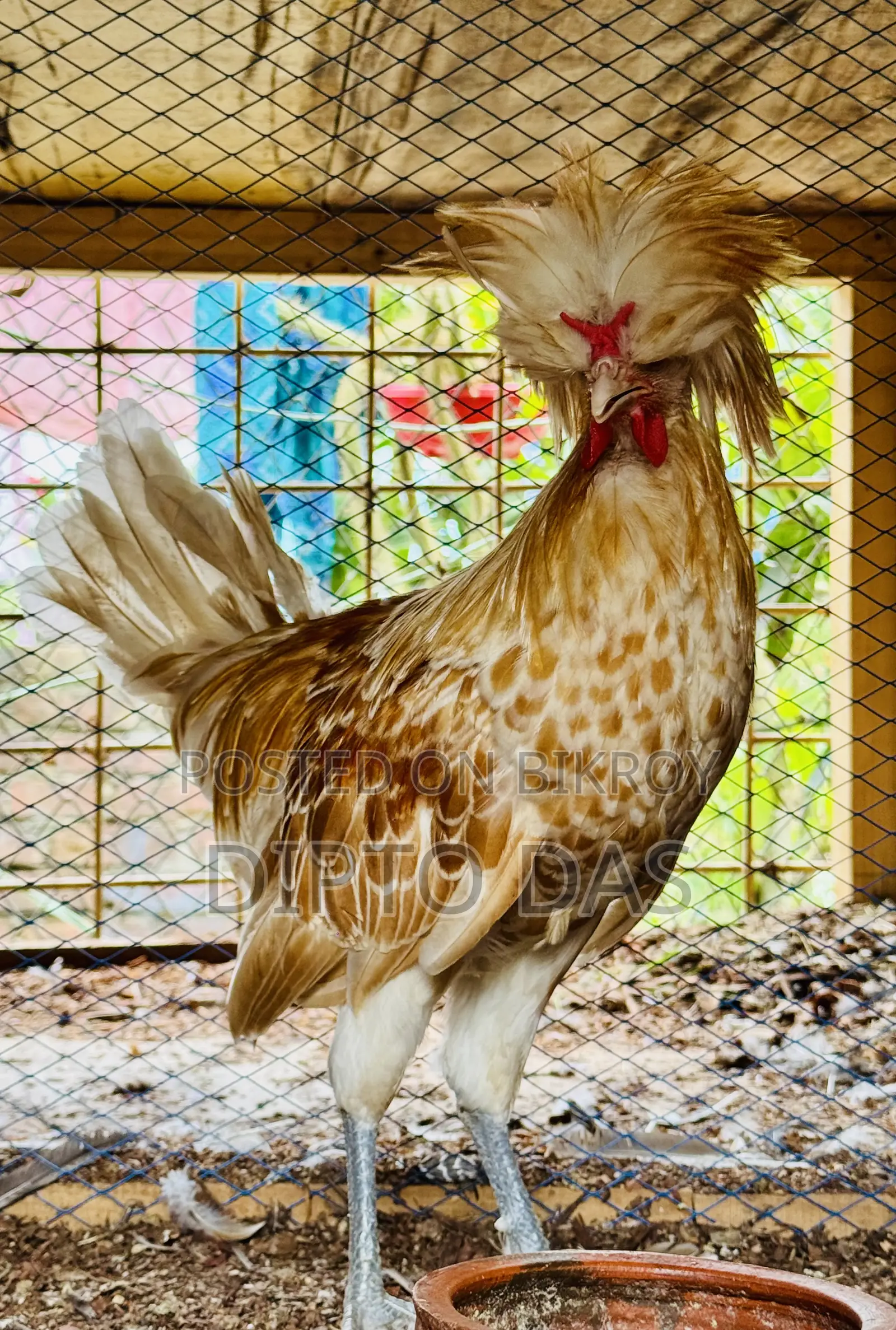 Buff Polish Cape Rooster