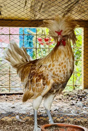 Buff Polish Cape Rooster