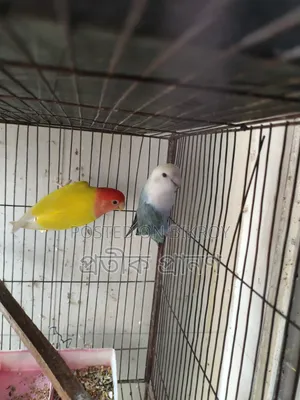 Love Bird. Full running pair. One single cockatiel and one love bird