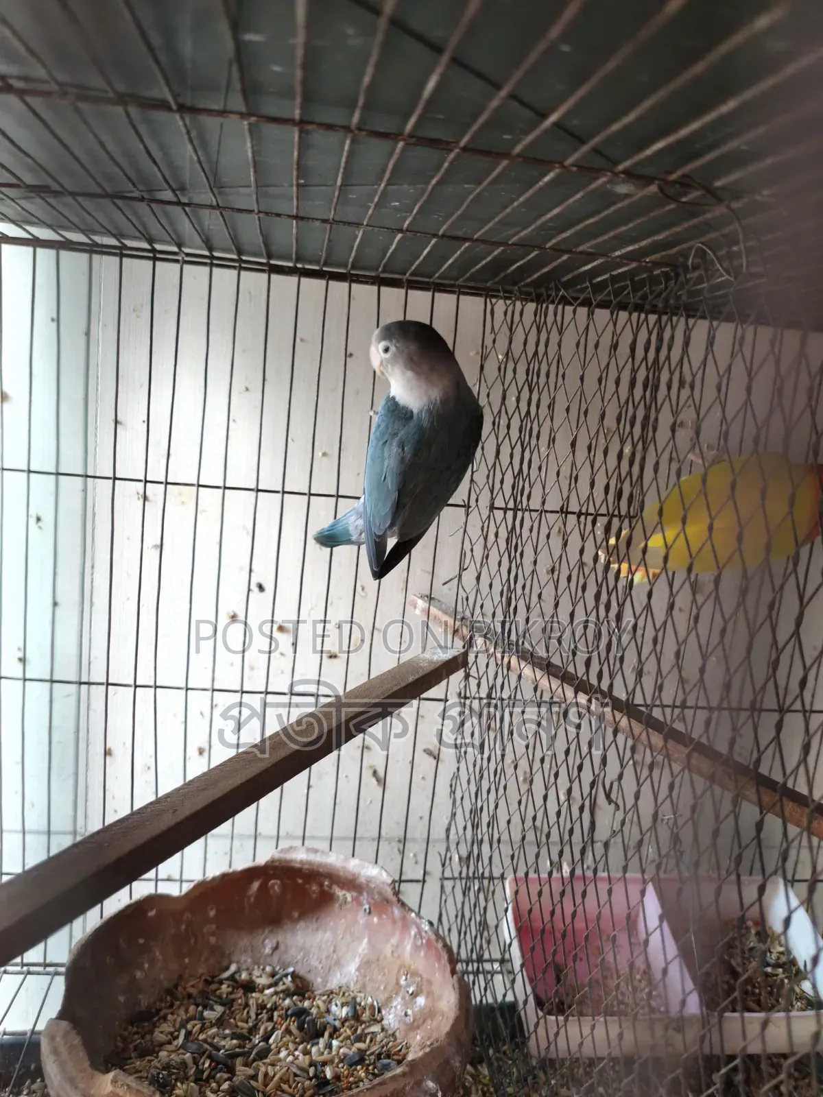 Love Bird. Full running pair. One single cockatiel and one love bird