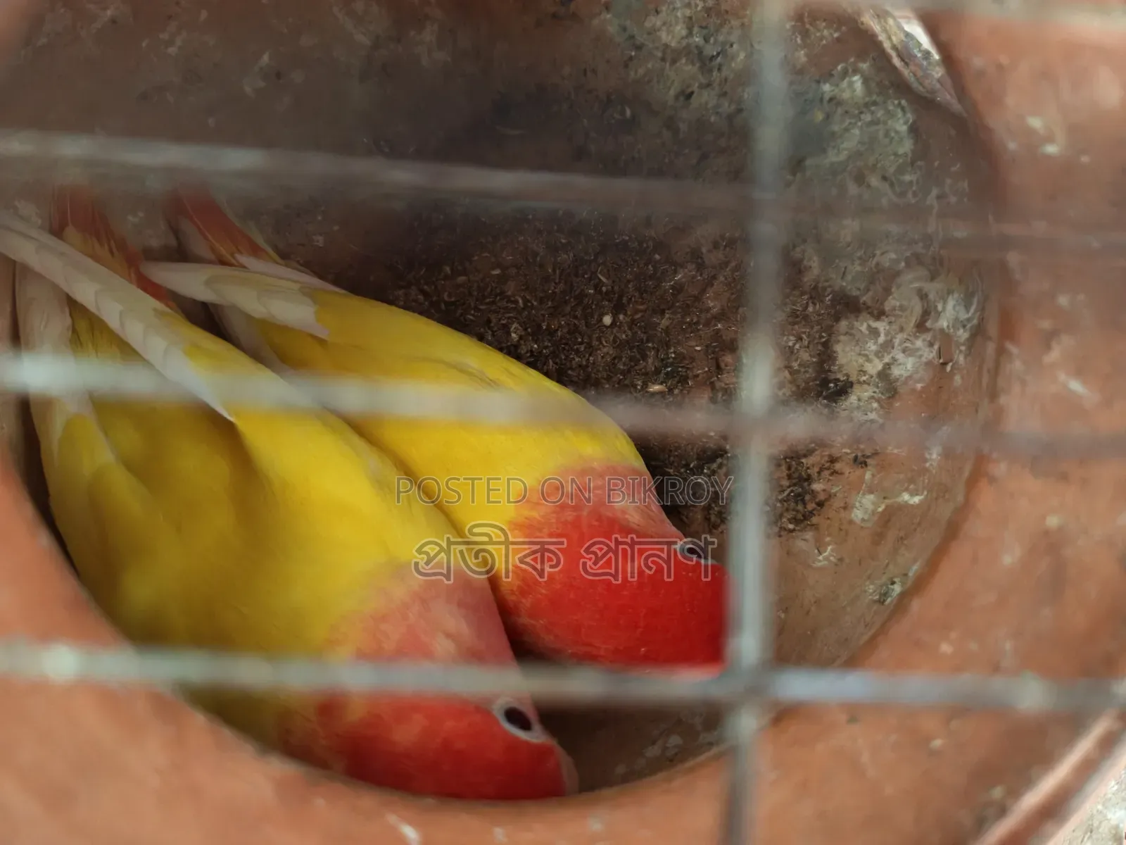 Love Bird. Full running pair. One single cockatiel and one love bird